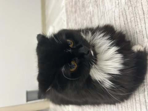 Scottish fold 1,5 yaşında dişi