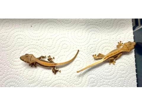 Crested gecko yavrular