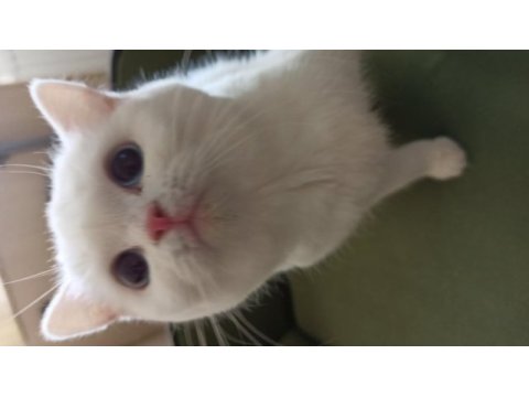 British shorthair