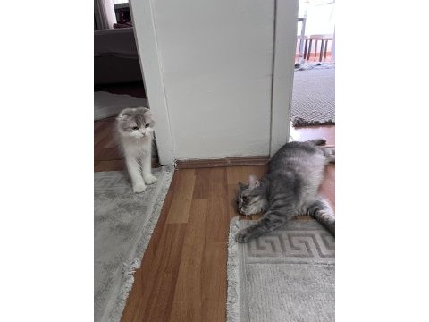 British shorthair yavrularımız sahiplendirilecektir