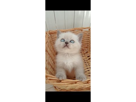 Mavi gözlü blue point yavru kediler