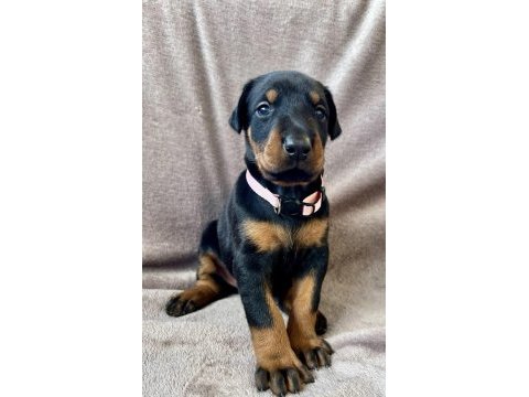 Safkan doberman yavruları – şampiyon kan hattı