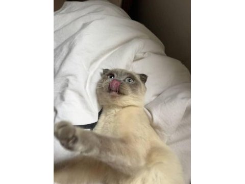Acil scottish fold ücretsiz sahiplendirme