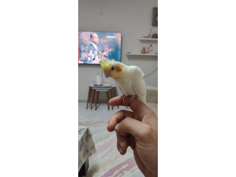 Papağan sultan lutino
