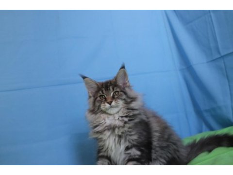 İlloai ve arthur eşleşmesi son iki kız şecereli maine coon