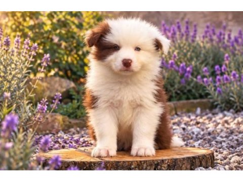 Çok iyi border collie yavruları