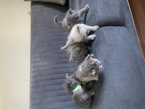 British shorthair