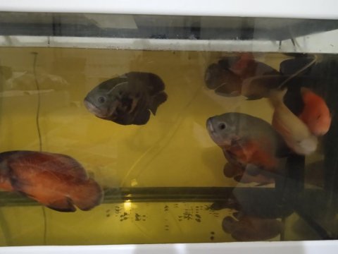 Cichled balık
