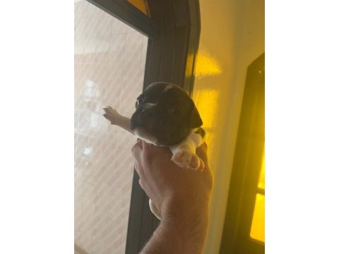Açıklamada french bulldog bilgiler mevcut