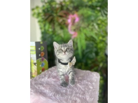 Yeni ailesini arayan ırk sağlık garantili british shorthair