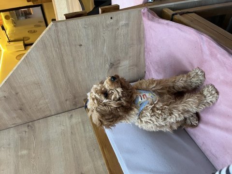 Eğitimli toy poodle