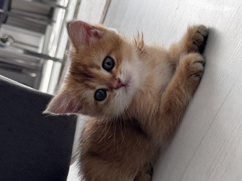 2 aylık british shorthair yavrumuz yeni yuvasını arıyor
