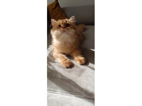 Full şecereli british longhair