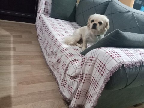 Çok tatlı pekinez