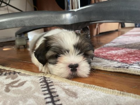 2.5 aylık yorkshire terrier mila