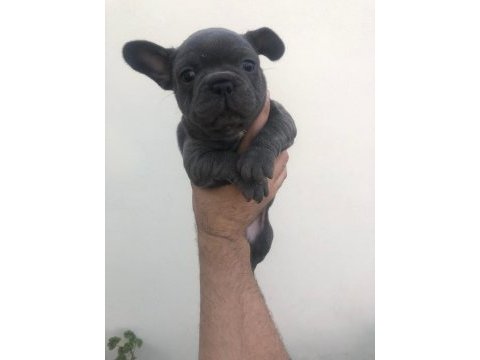 3 blue erkek blue french bulldog