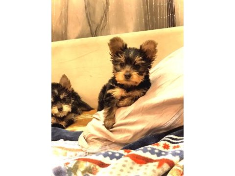 18 ekim doğumlu teacup yorkshire terrier
