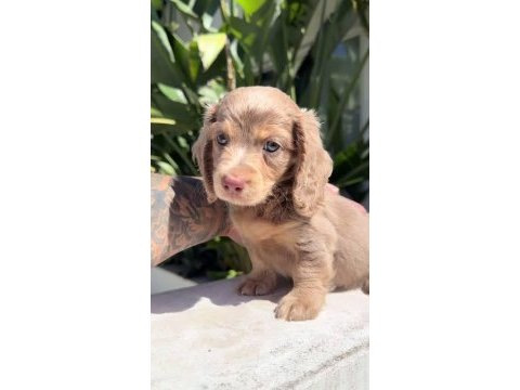 Longhair eşsiz güzellikte dacshund (sosis)