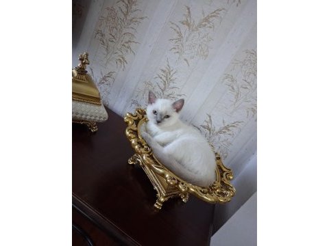 British blue point erkek 3 aylık