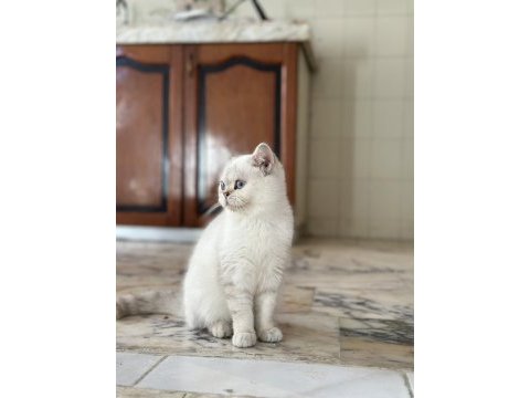 Show kalite british shorthair yavrular