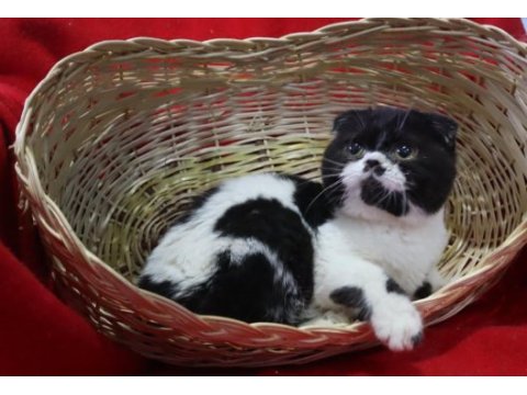 Dişi marjinal renk scottish fold çok güzel yüz hatları