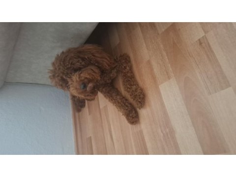 Poodle erkek köpeğimizi çiftleştirme