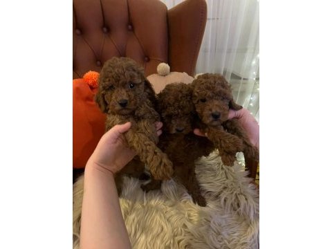 Toy ve teacup poodle teslime hazır yavrular