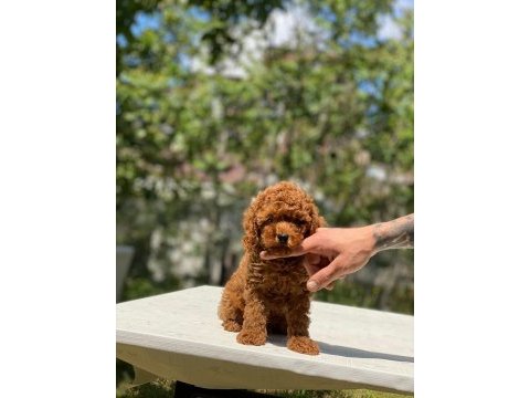Tatlı poodle yavrular