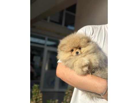 Bursa pomeranian teddy bear ( boo)