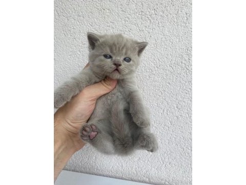 British shorthair kedisi
