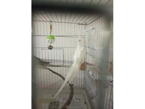 Erkek yada dişi eşe uygun 3 sultan papağanı