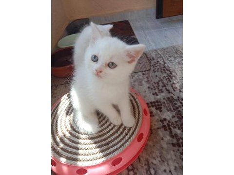 Birbirinden tatlış british shorthair bebekler