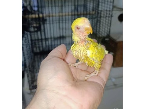 El besleme kırmızı göz mutasyon sevda papağanı