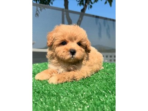 F2 maltipoo yavruları