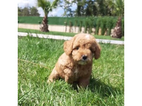 Tea cup maltipoo yavrulari sizleri bekliyor 