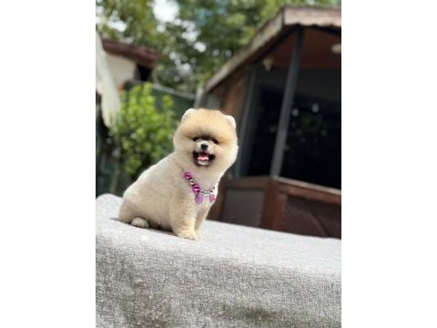 Sağlık ve ırk garantili pomeranian
