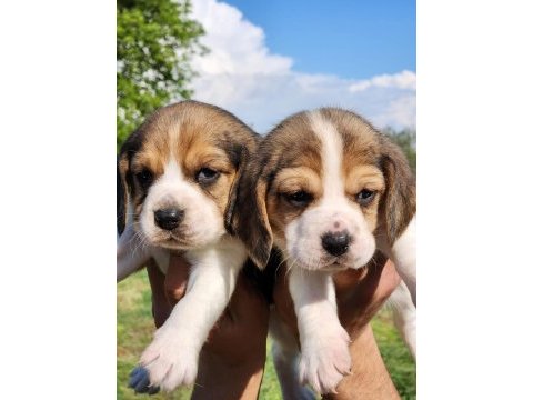 Mini boy elizabeth beagle bebekler
