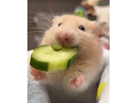 Her bütçeye uygun hamster setleri aynı gün adrese teslim