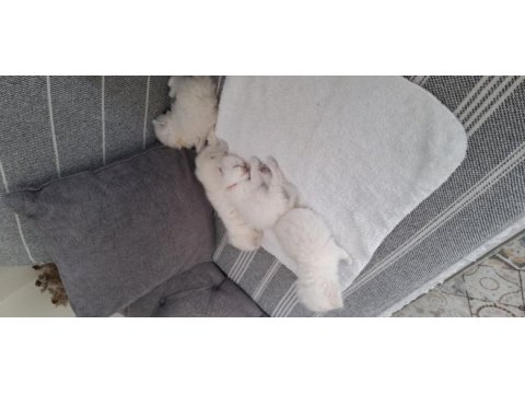 Orijinal british longhair anne babadan maviş yavru