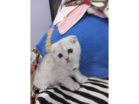 Safkan scottish fold ve straight yavrular catteryden