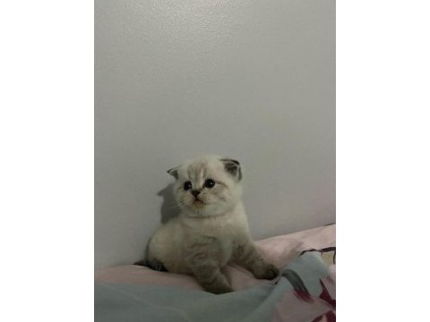Kısa bacaklı scottish fold bebeğimiz