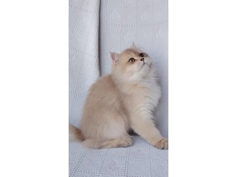 Show kalite erkek british longhair