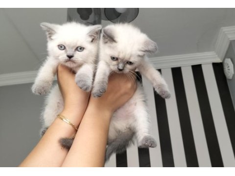Blue point dişi british shorthair yavrularım teslime hazır