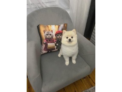 Pomeranian tilki surat köpeğimiz