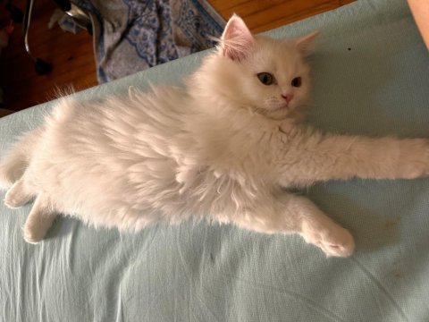 Scottish fold longhair 2 aylık babası şecereli