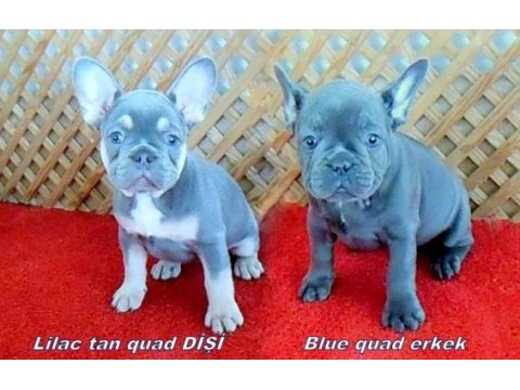 Sevimli mavi gözlü french bulldog yavrularımız izmir de