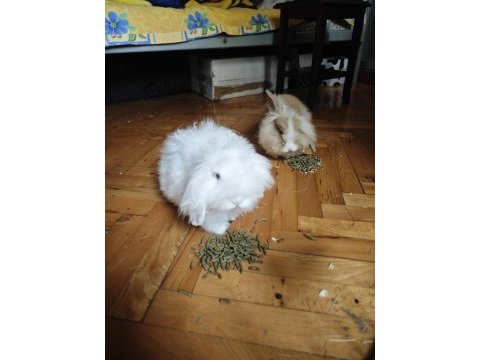 Safkan hollanda teddy lop tavşanı ücretsiz