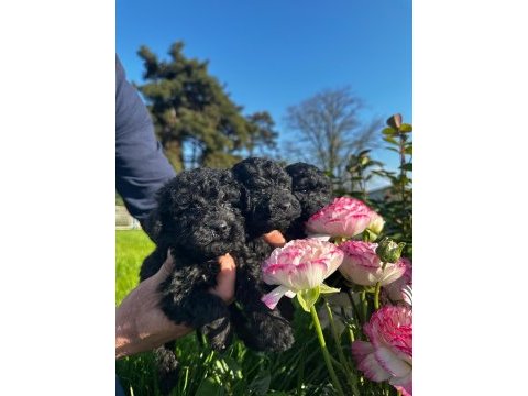 Toy poodle yavrular