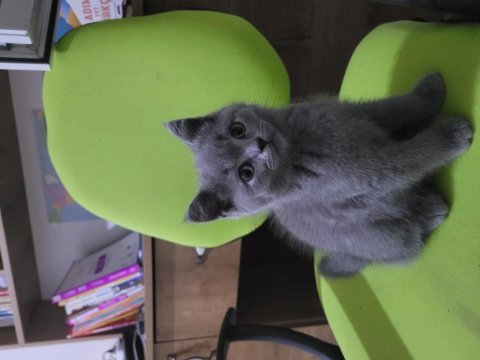 British shorthair 3 aylık erkek dişi yavru