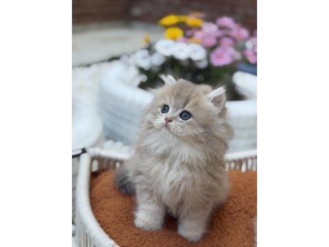 Muhteşem british longhair ve british shorthair yavrular